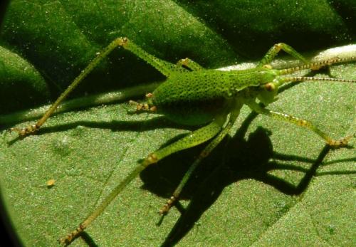 Barbitistes serricauda
